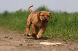 TOSA INU 391
